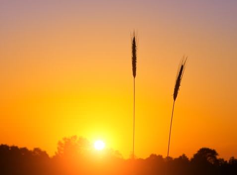 Sunset on Wheat fields